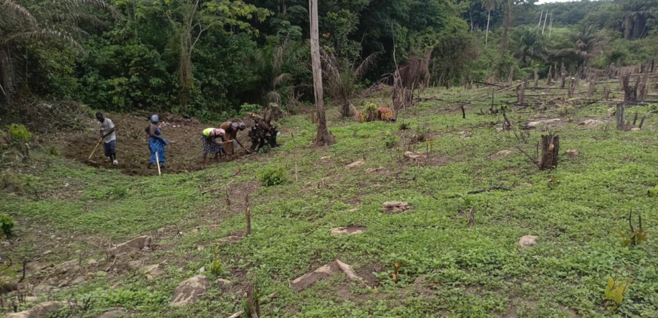 people working in a forest